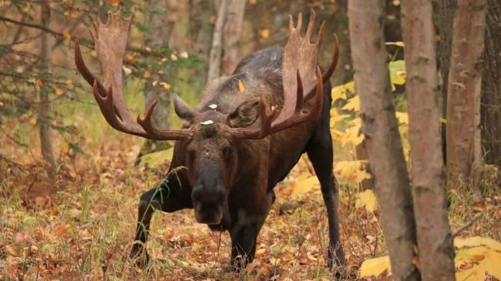 Illegal Moose Hunt Exposed: The Shocking Truth Behind the Wildlife Crime
