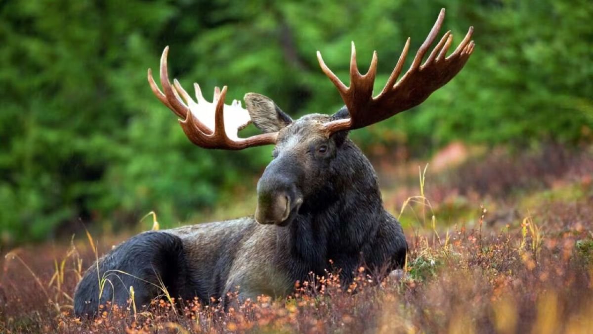 Illegal Moose Hunt Exposed: The Shocking Truth Behind the Wildlife Crime