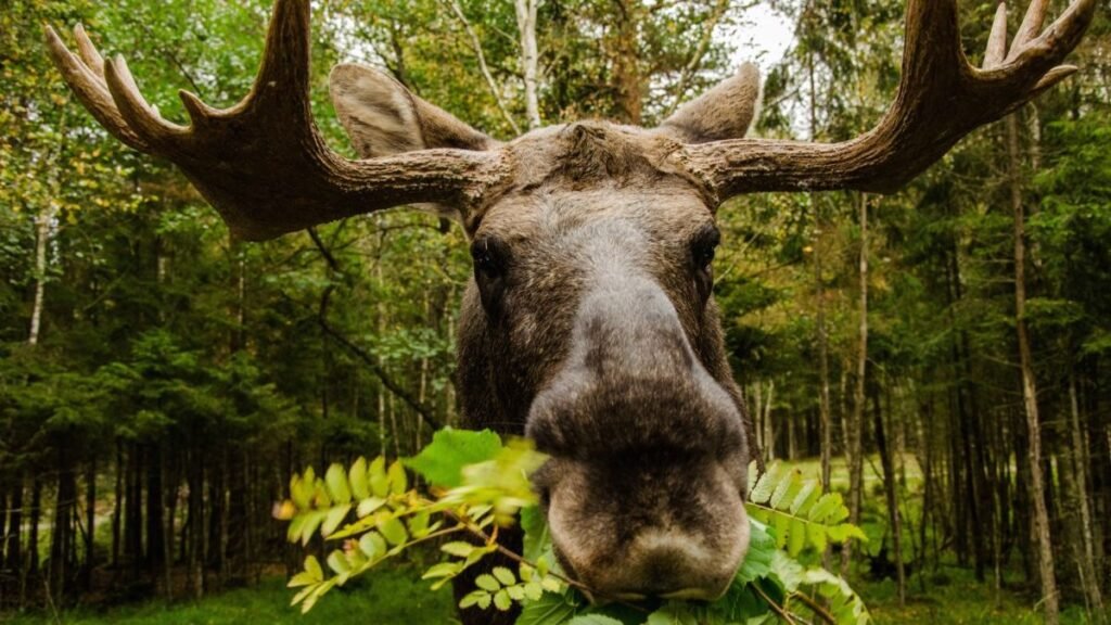 Major Scandal: Illegal Moose Hunt in Ontario! One Kill, a Lifetime Ban