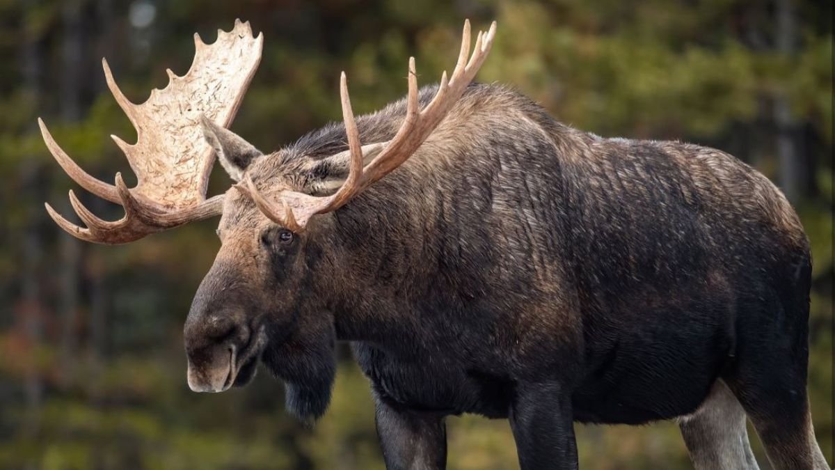 Major Scandal: Illegal Moose Hunt in Ontario! One Kill, a Lifetime Ban